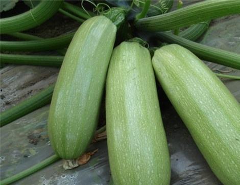 瓜怎么吃热量低,低热量享受健康生活