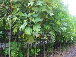 武进专业护树网红,网红专业护树技艺揭秘