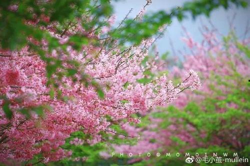 永福网红地,打卡新晋打卡圣地，解锁美丽风景密码