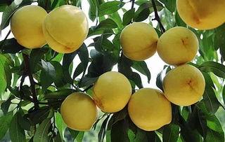 成都黄桃今日头条,今日头条聚焦甜蜜新宠，品味成都特色水果魅力