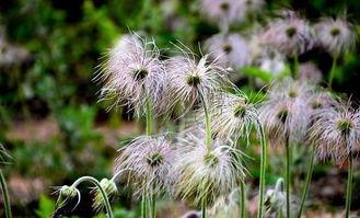 白头条中药,古老中药的现代应用与神奇功效揭秘