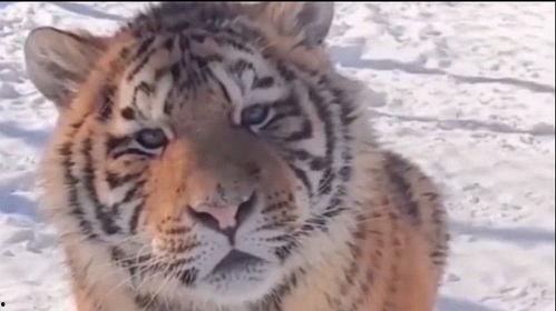 莱芜广场网红老虎是谁,揭秘网络红人的魅力与影响力