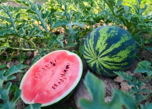 河南蔚县吃瓜事件视频,一场引发热议的网络风波