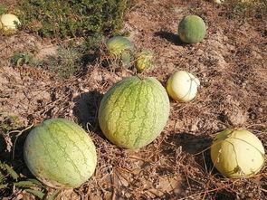 摔瓜吃老瓜,传承与创新的故事